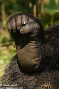 MOUNTAIN GORILLAS OF RWANDA